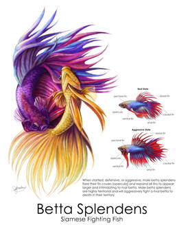 Betta Splendens Illustration