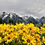 Grand Tetons NP WY (90.1)