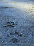 Asphalt Pawprints by pait-et-amore