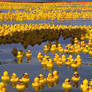 Rubber Duck Sea