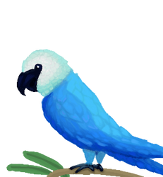 Macaw