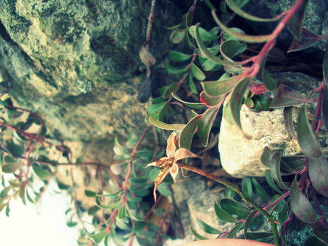 Flower within the Rocks