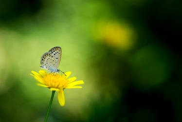 yellow flower with butterfly