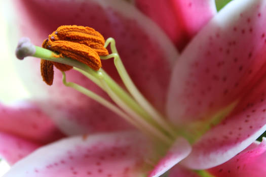 Stamen