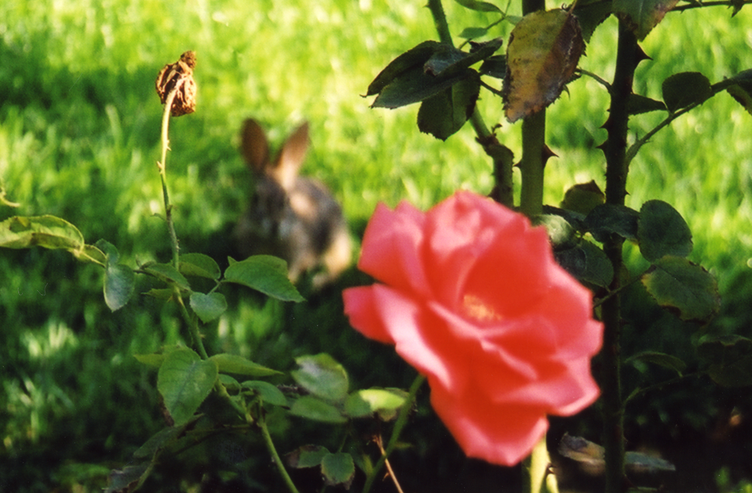 Bunny and Rose