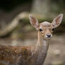 Little Fawn