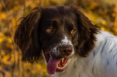 Springer Spaniel1