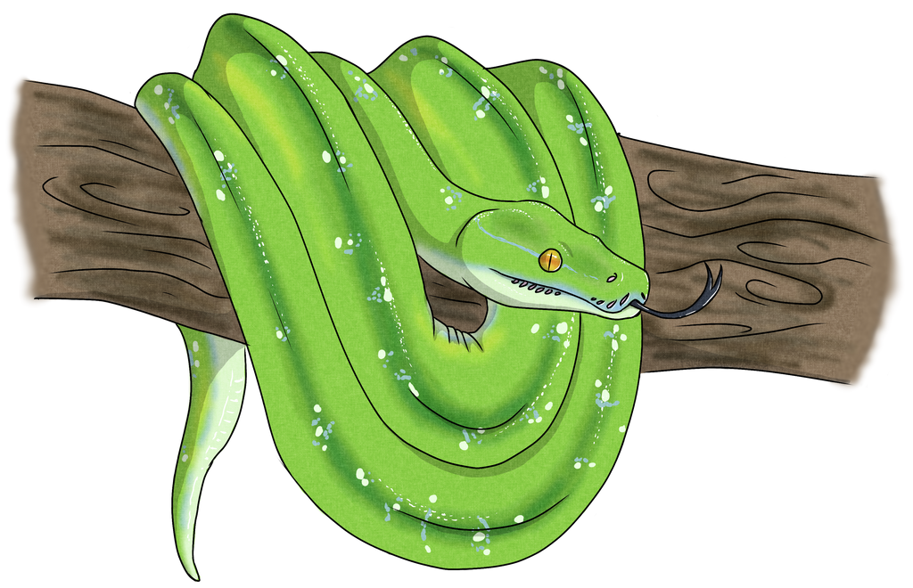 green tree python by TRIK0 on DeviantArt