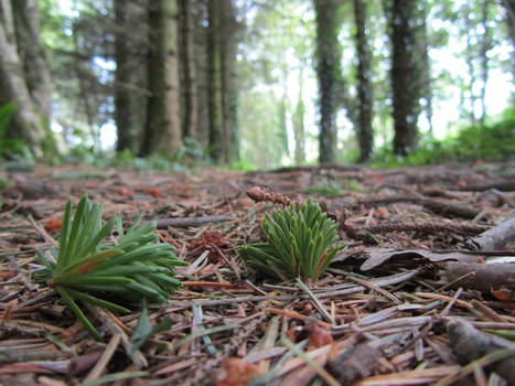 Pine tree forest floor