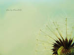 Dandelion. by MelissaBalkenohl