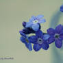 Forget-me-not.