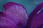 Morning dew. by MelissaBalkenohl