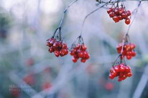 Winter Berries by MelissaBalkenohl