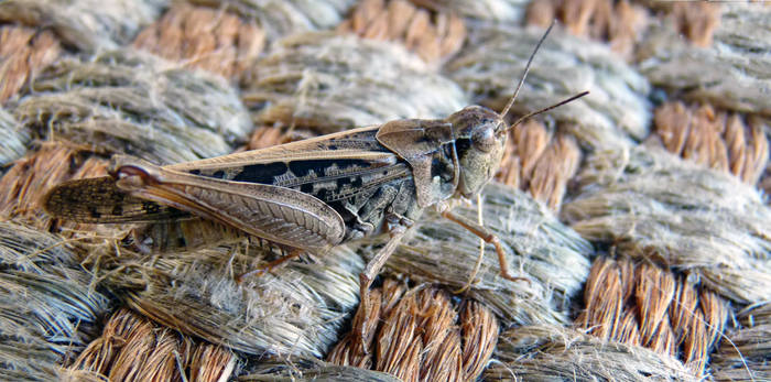 Grasshopper