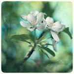 Blossom - 5 by anjali