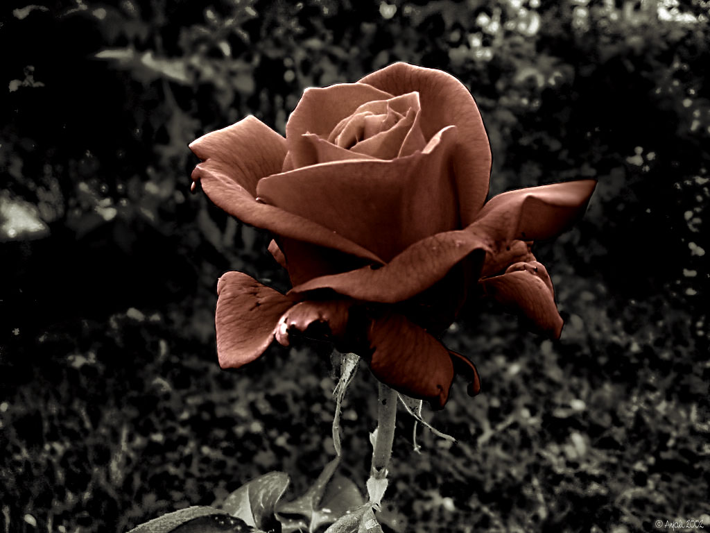  Dark Rose