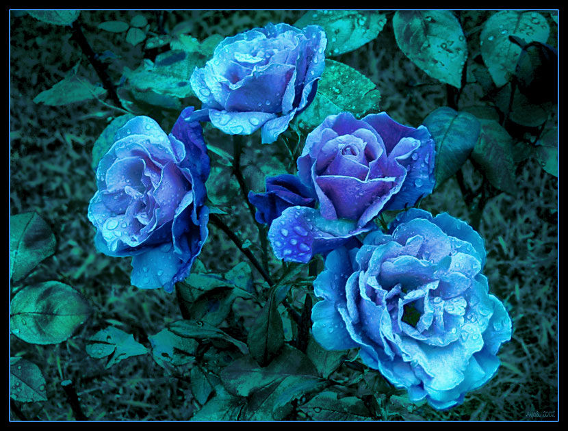Blue Roses By Anjali On Deviantart