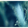 Frost