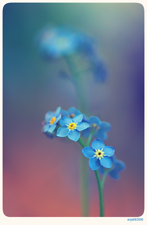Forget me not - 1