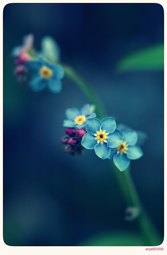 Forget me not - 3