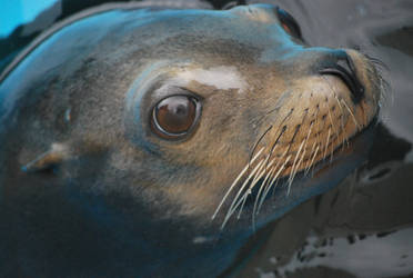 Sea Lion