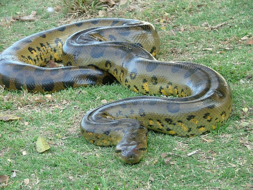 Green-Anaconda