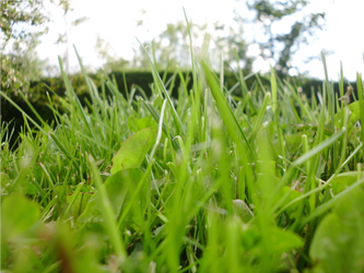 Beautiful meadow