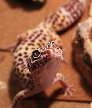 geck