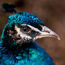 Peacock in Slottsskogen