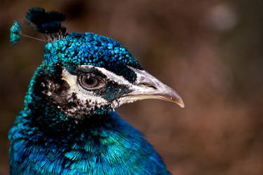 Peacock in Slottsskogen