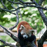 Red Panda