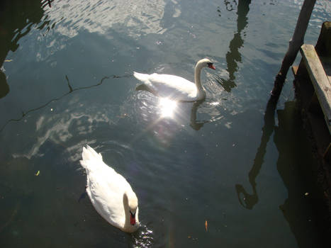 Birds and Ripples