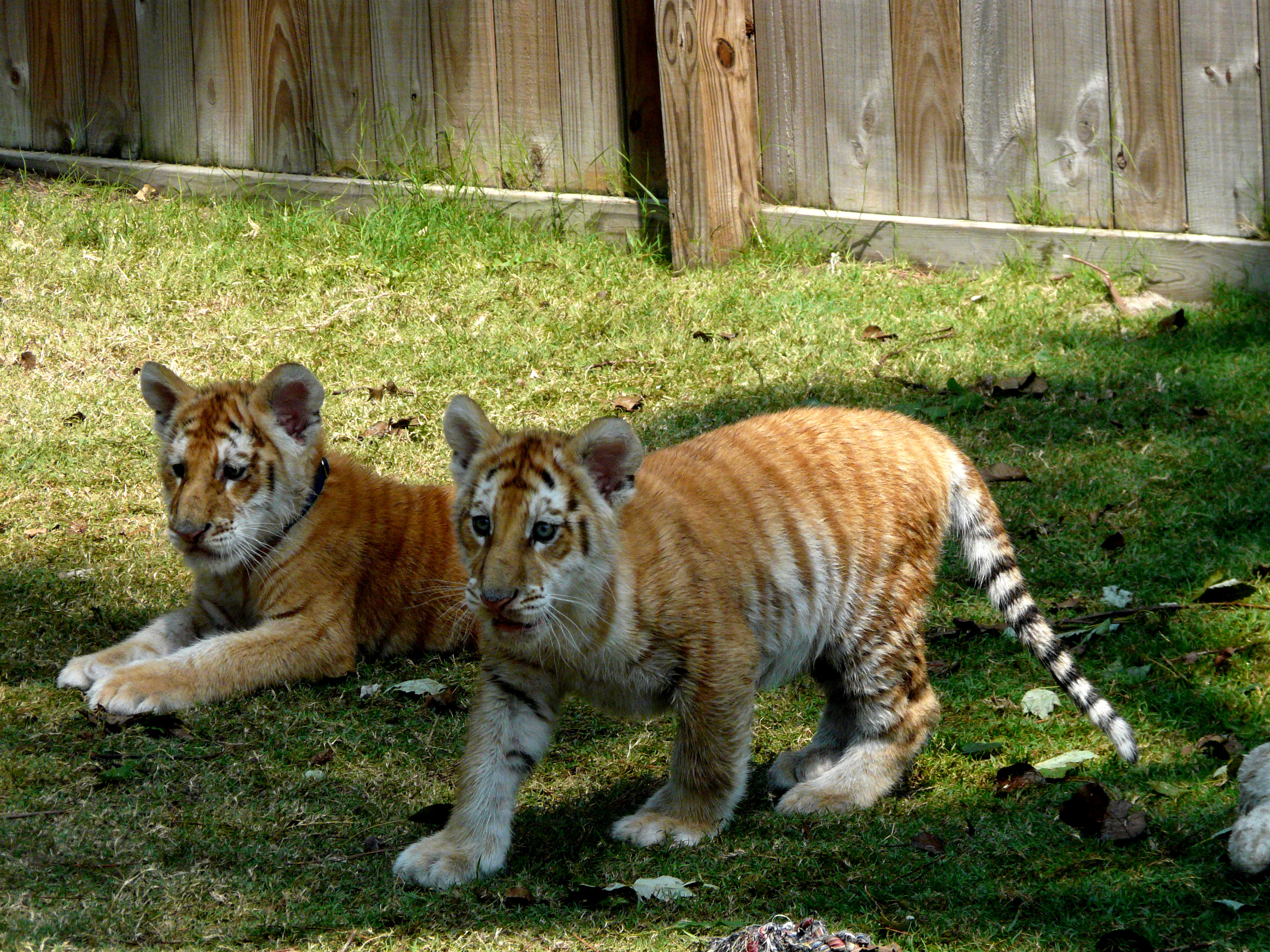 Tiger Cubs