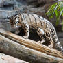 Clouded Leopard VIII