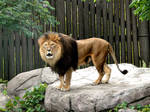 Lion II