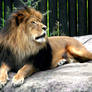 Lion IV
