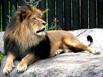 Lion IV