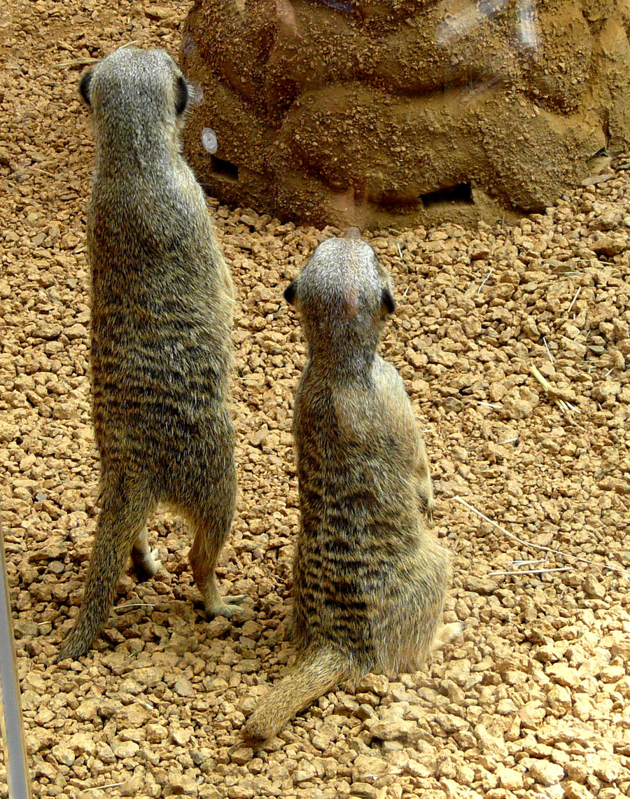 Meerkats IV