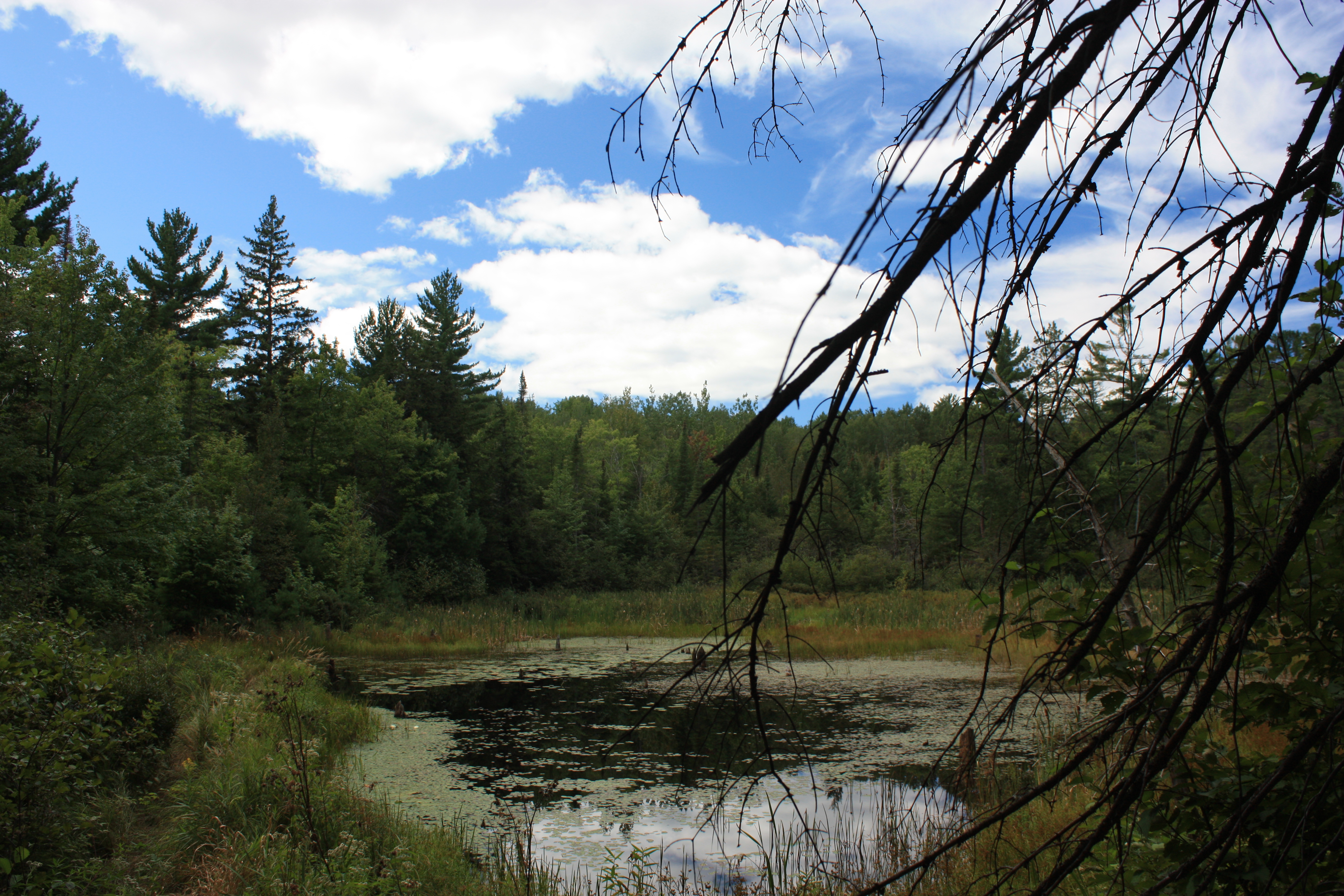 Beaver Pond III