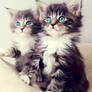 Just maine coons kittens!