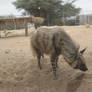 Syrian Striped Hyena