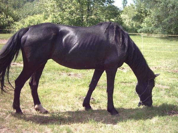 Horse Stock Jade Braided Mane