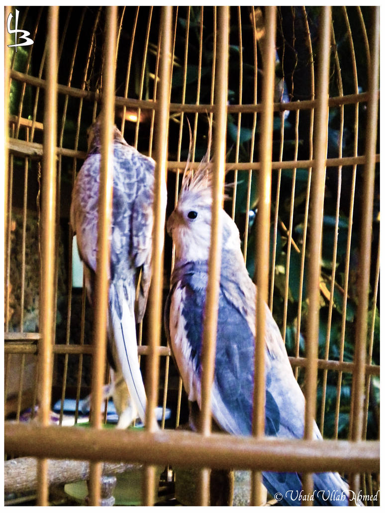 Caged birds revisited by devilmaycryub on DeviantArt