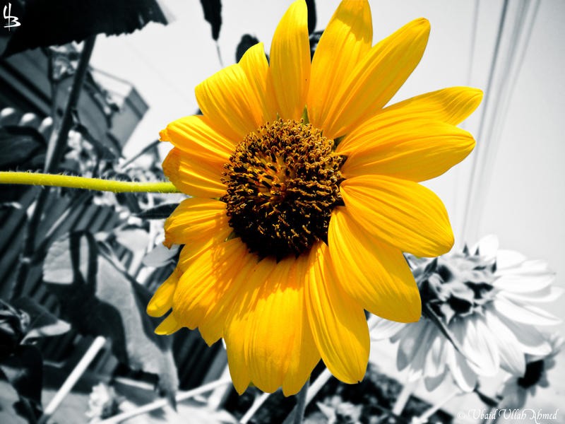 Standing Out by devilmaycryub on DeviantArt