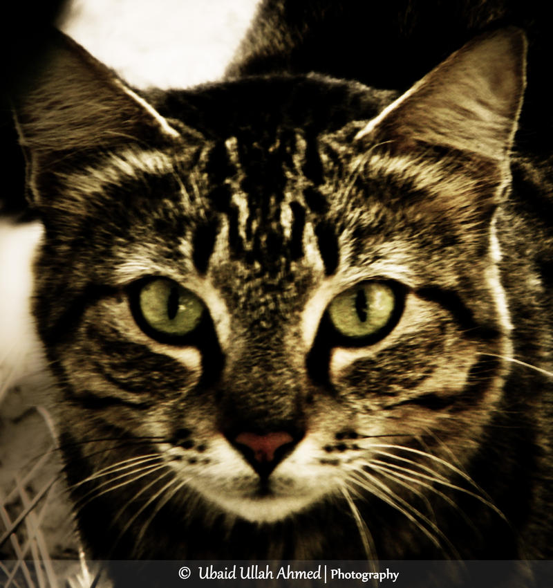 Amusement by devilmaycryub on DeviantArt