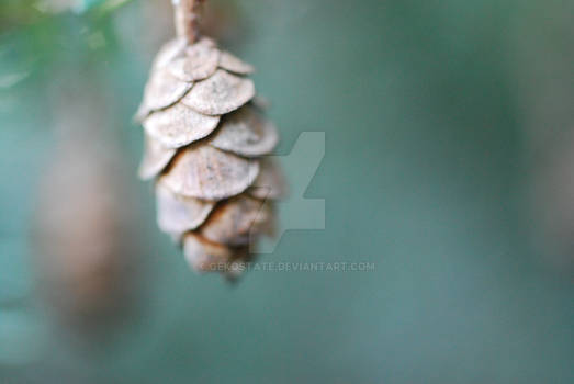 Hemlock Cone