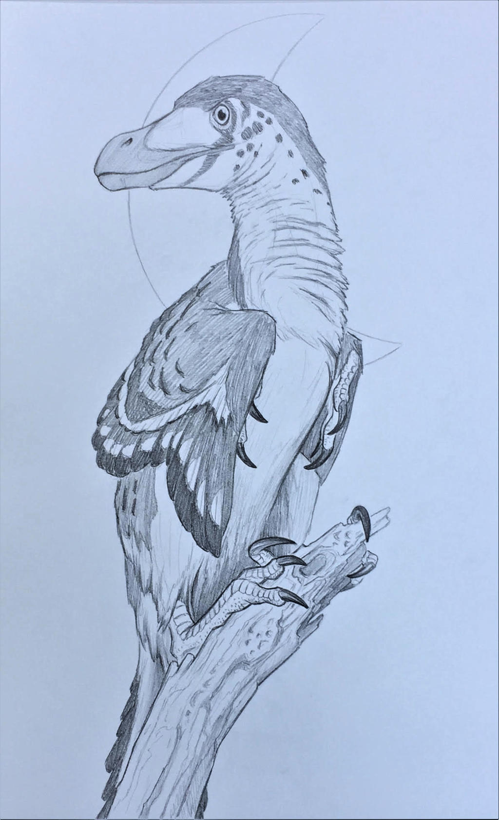 Sapient Raptor Velociraptor mongoliensis by Transapient on DeviantArt