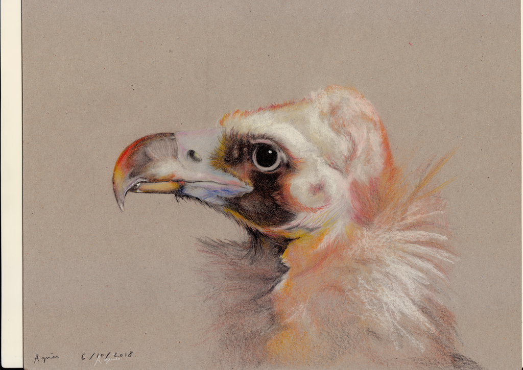Cinereous Vulture by LaChasseGalerie