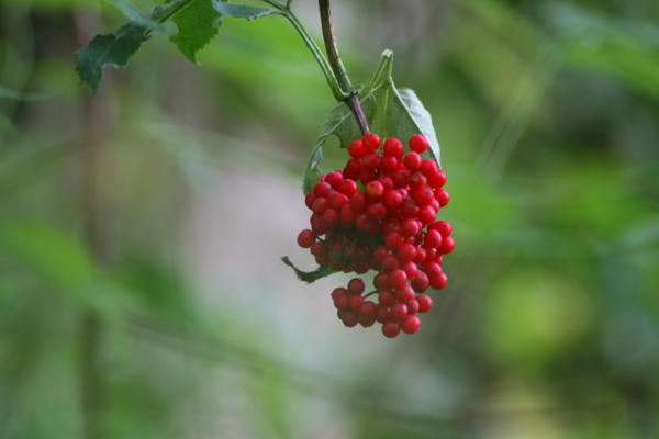 Red Berries