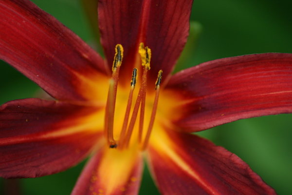 Red Flower